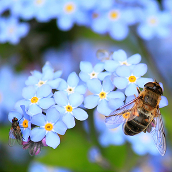 blue flowers with bees on them 