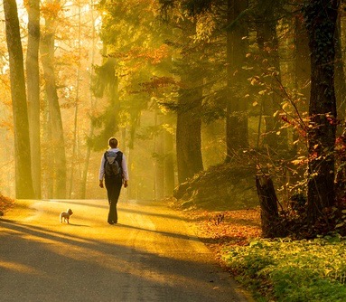A person walking with a dog in the woods