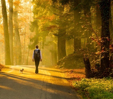 Person mit Hund beim Spazierengehen im Wald