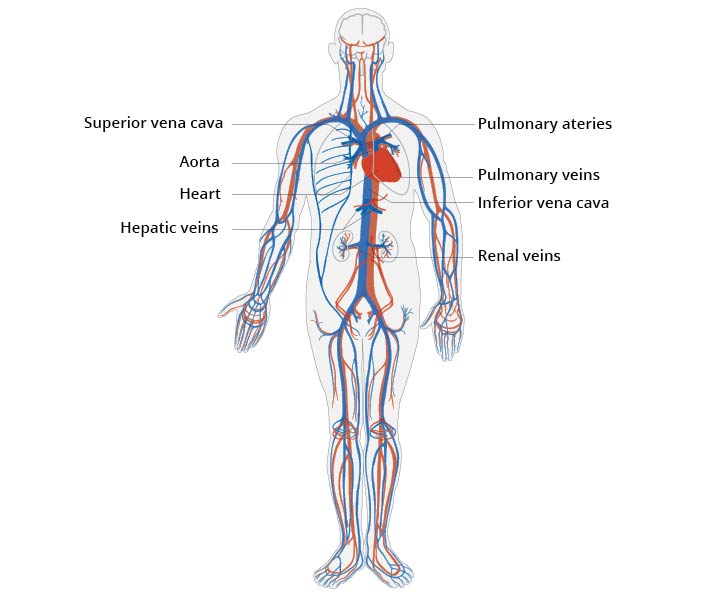 Cardiovascular_system_EN_2.jpg