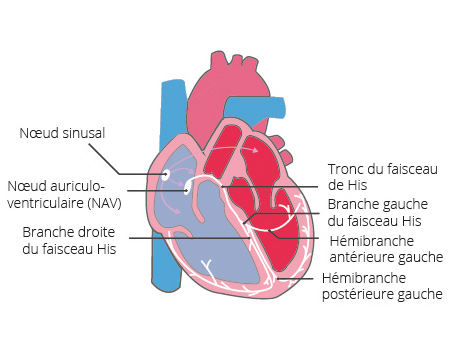 Schéma du système de conduction électrique du cœur