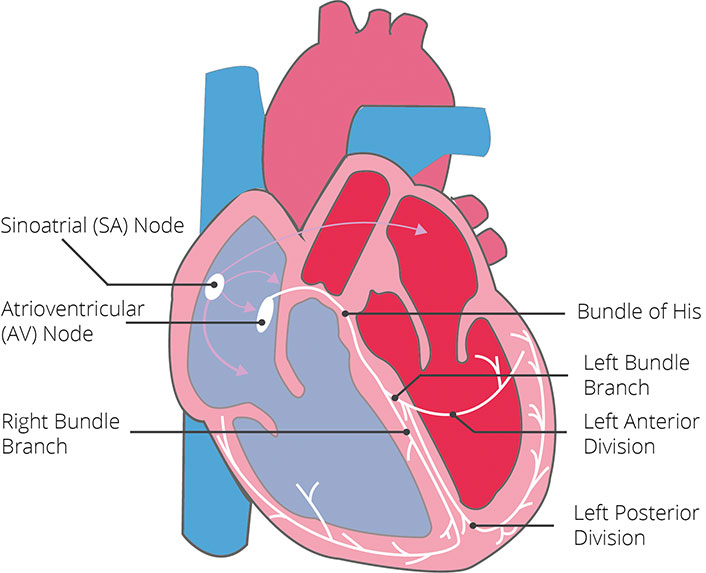 The conduction system of the heart