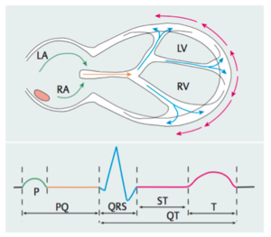 Schematische Darstellung von Erregungsausbreitung und -Rückbildung des Herzens in Relation zum EKG