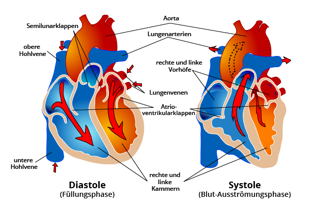 Schematische Darstellung eines gesunden Herzens in Diastole und Systole 