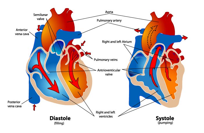 What's a normal heart rate? Learn what your BPM means for your health