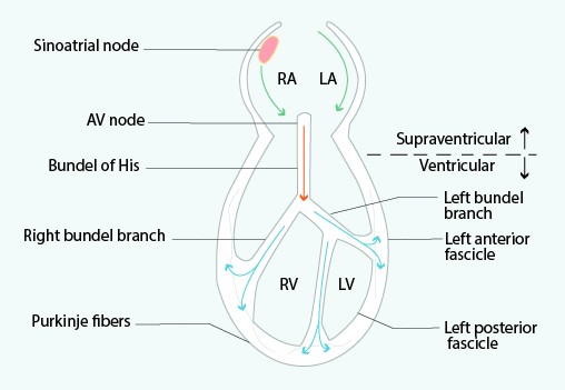 The heart’s conduction system. A depiction of the heart’s conduction system.