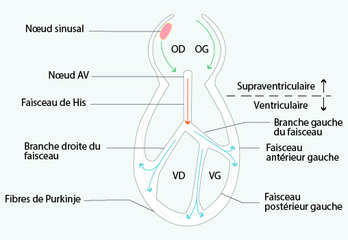 Représentation du système de conduction du cœur.