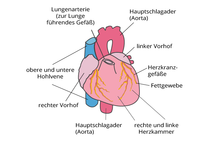 Schematische Darstellung des Herzens 