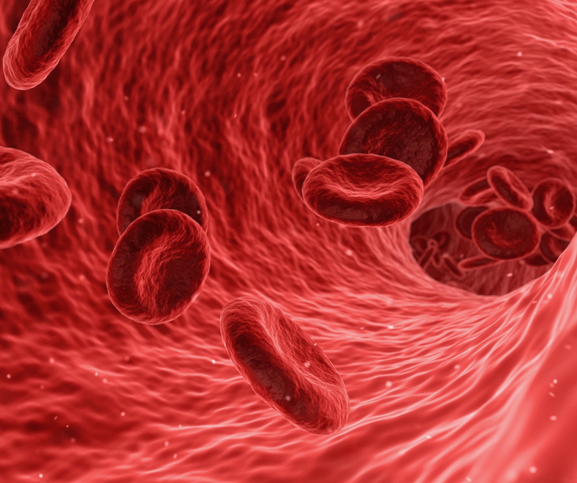 Abbildung roter Blutkörperchen